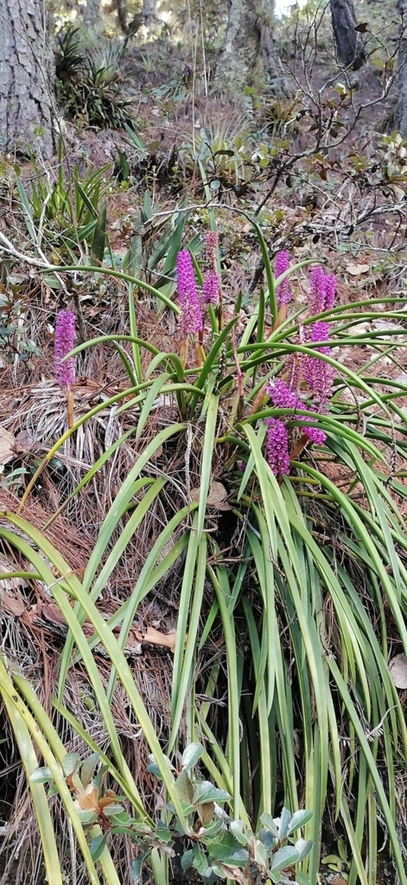 Arpophyllum giganteum photo 4