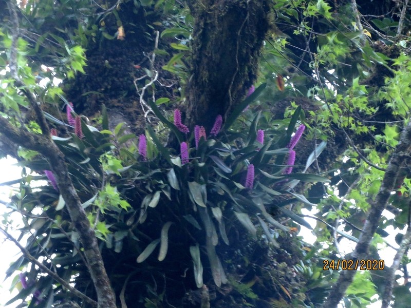 Arpophyllum giganteum photo 5