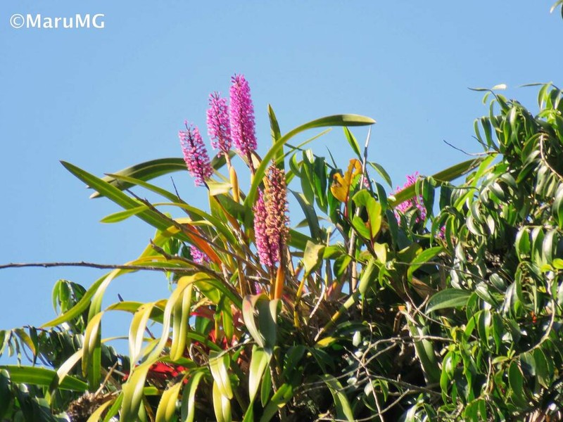 Arpophyllum giganteum photo 6