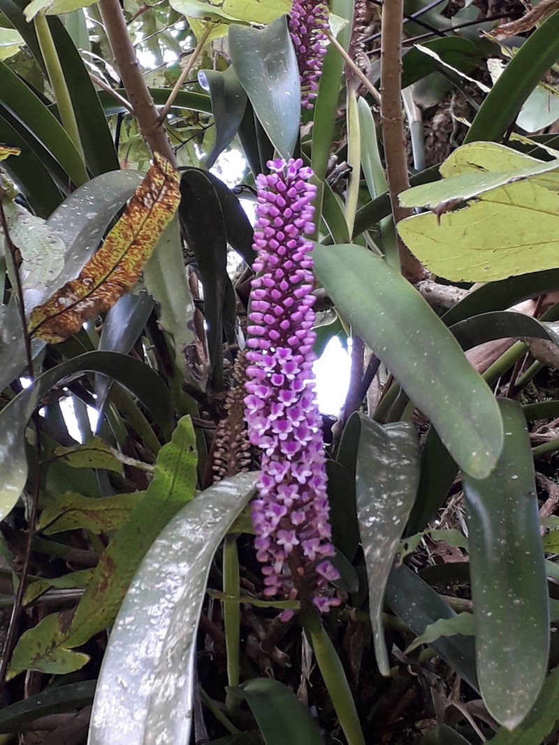 Arpophyllum giganteum photo 7