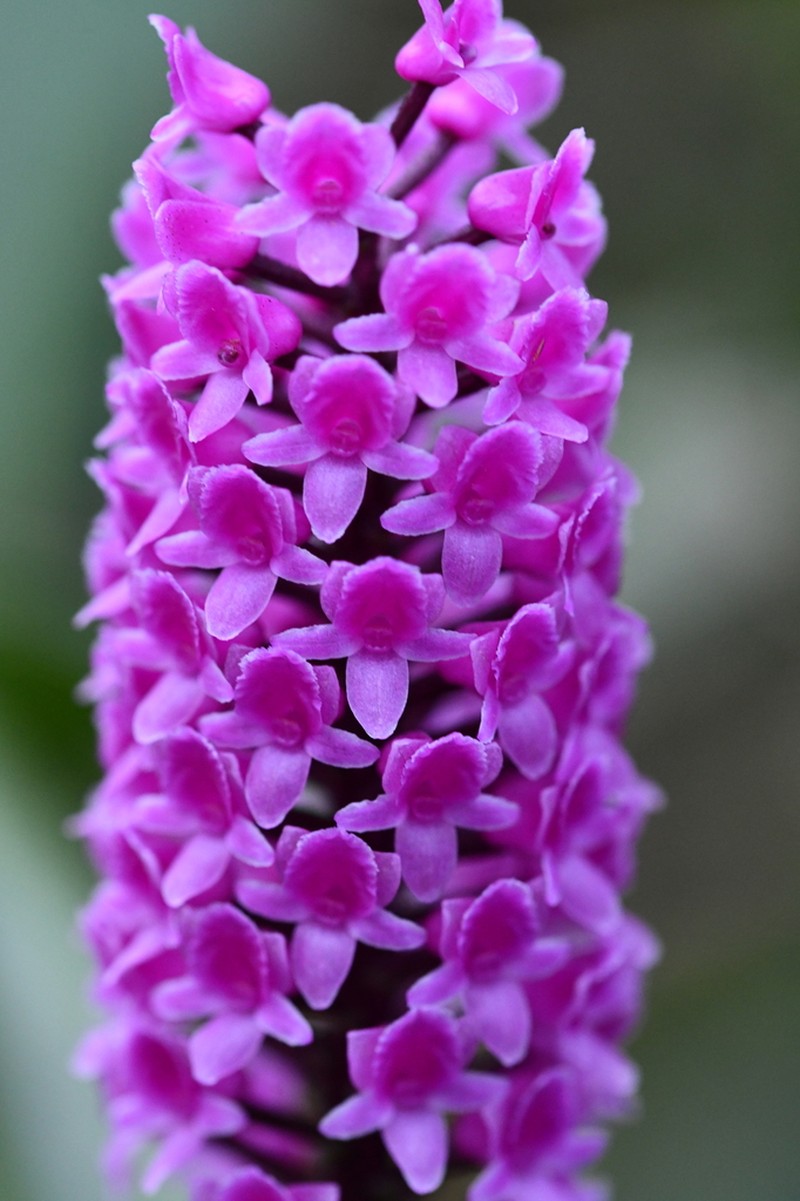 Arpophyllum giganteum photo 8