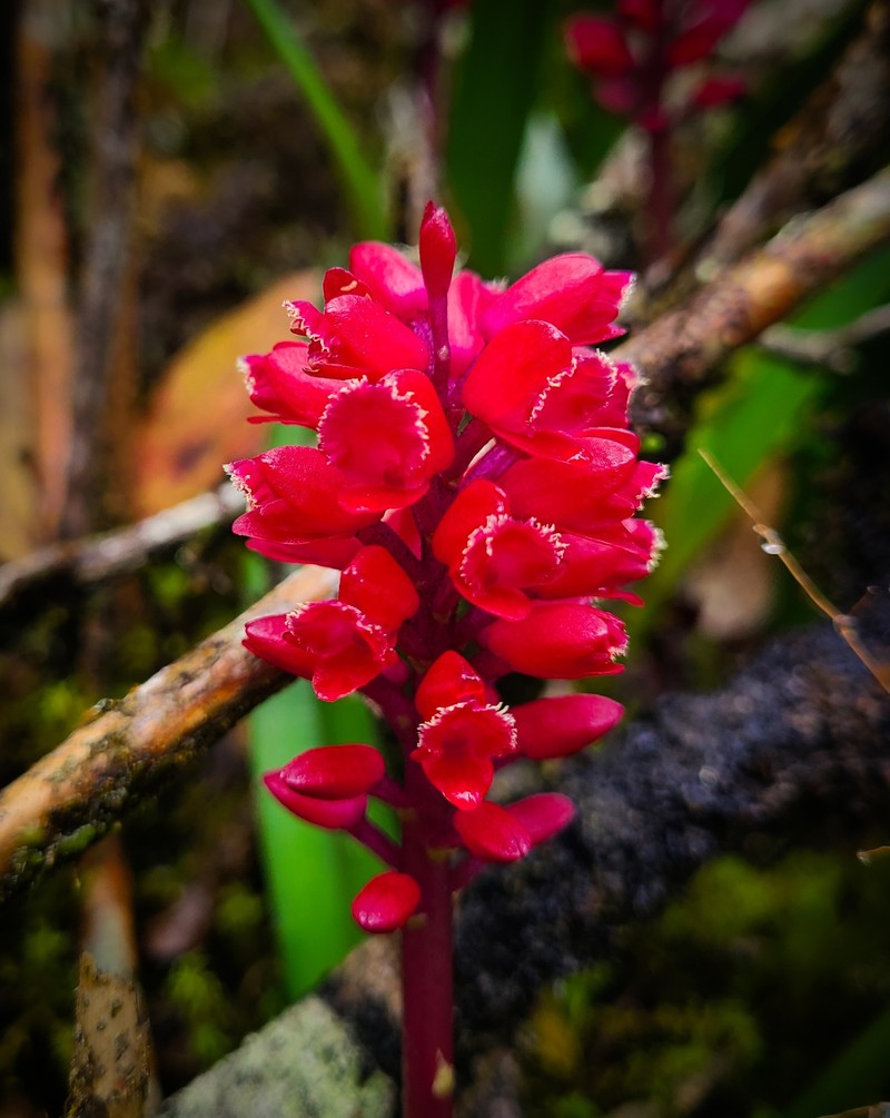 Arpophyllum giganteum subsp. alpinum photo 2