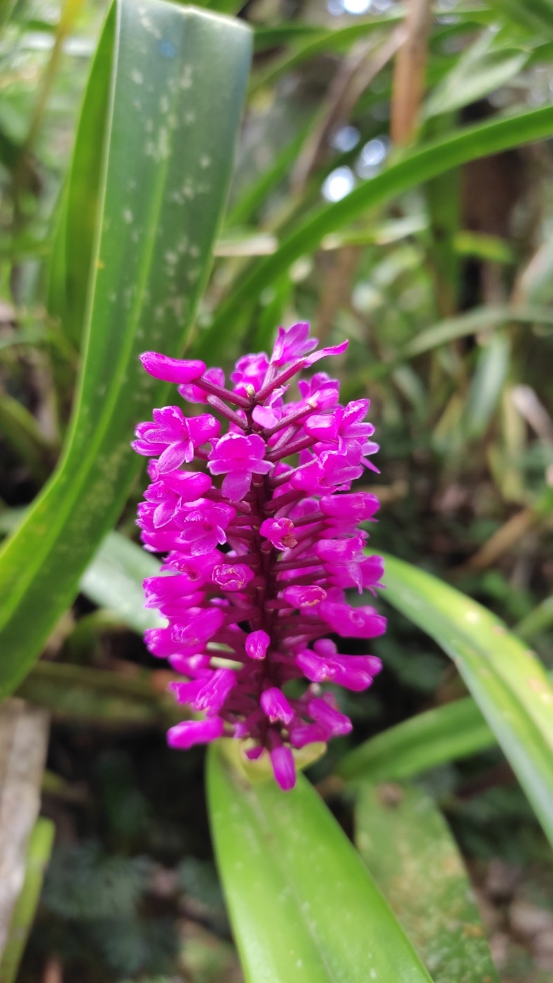 Arpophyllum giganteum subsp. alpinum photo 3