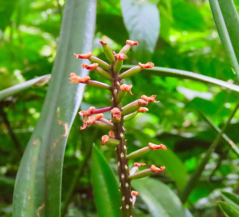 Arpophyllum giganteum subsp. alpinum photo 4