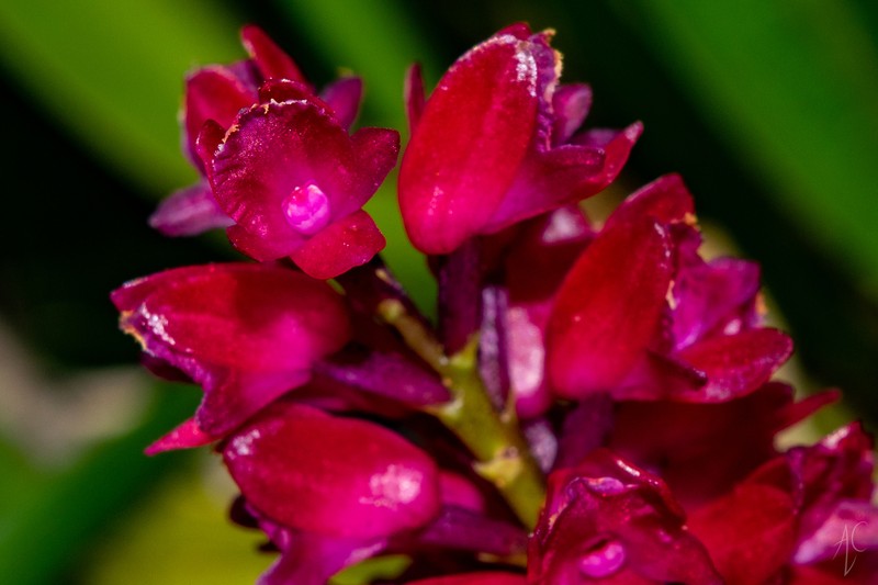 Arpophyllum giganteum subsp. alpinum photo 5
