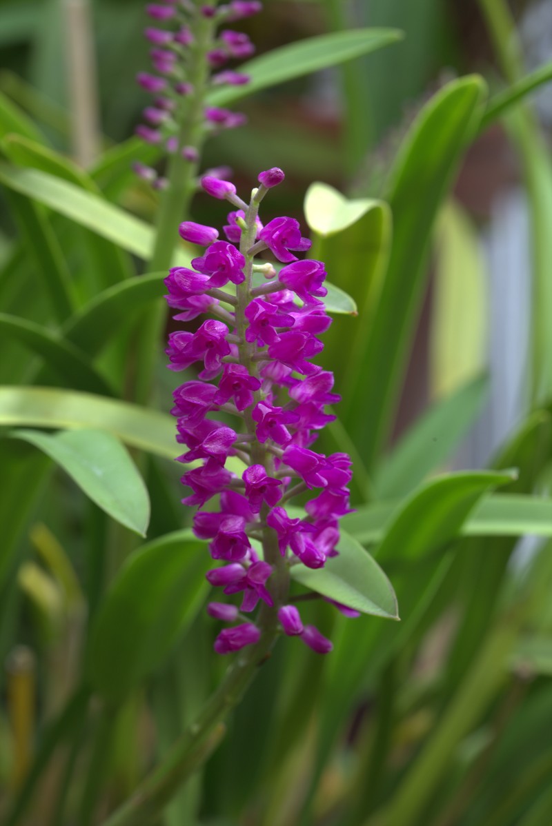 Arpophyllum giganteum subsp. alpinum photo 6