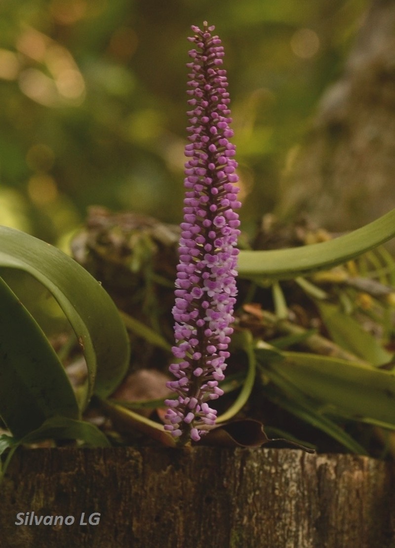 Arpophyllum giganteum subsp. giganteum
