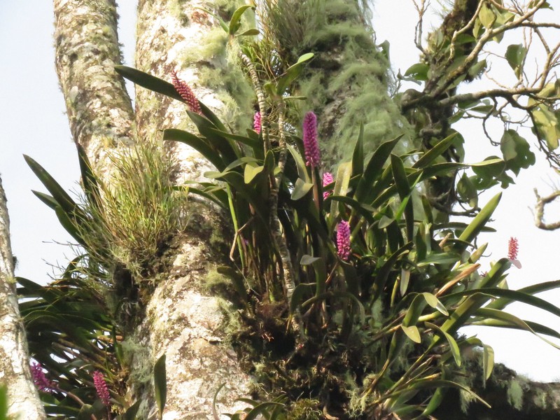 Arpophyllum giganteum subsp. giganteum photo 2