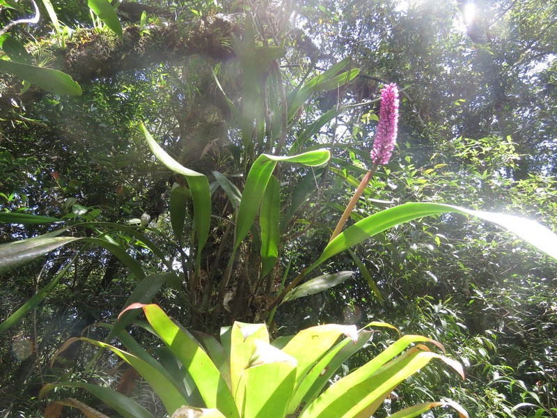 Arpophyllum giganteum subsp. giganteum photo 3