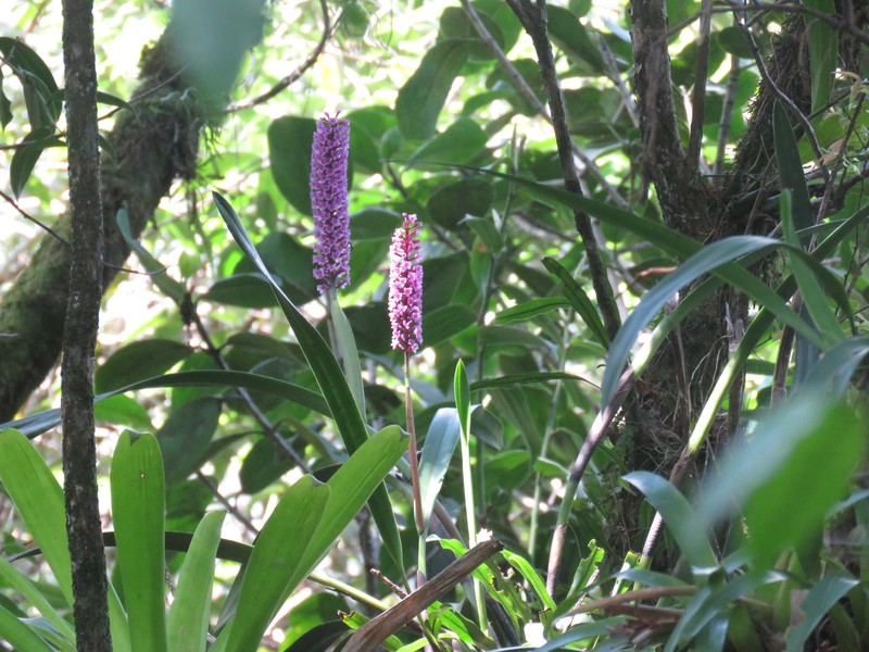 Arpophyllum giganteum subsp. giganteum photo 4