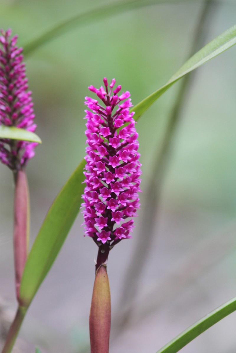 Arpophyllum laxiflorum