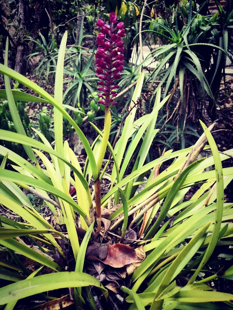 Arpophyllum laxiflorum photo 2
