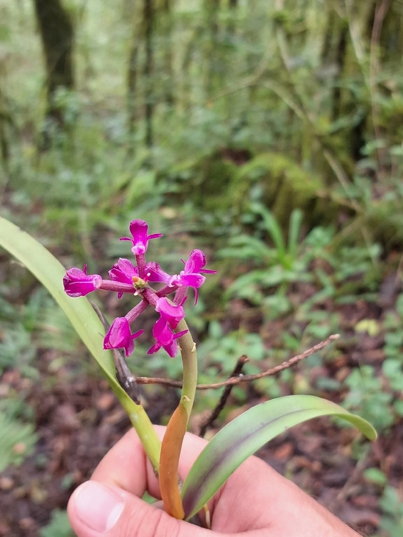 Arpophyllum laxiflorum photo 3