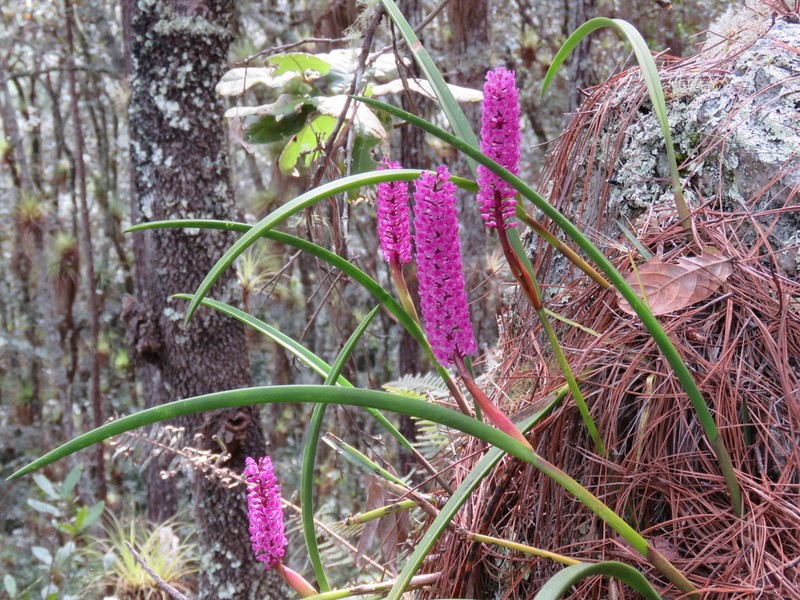 Arpophyllum laxiflorum photo 4