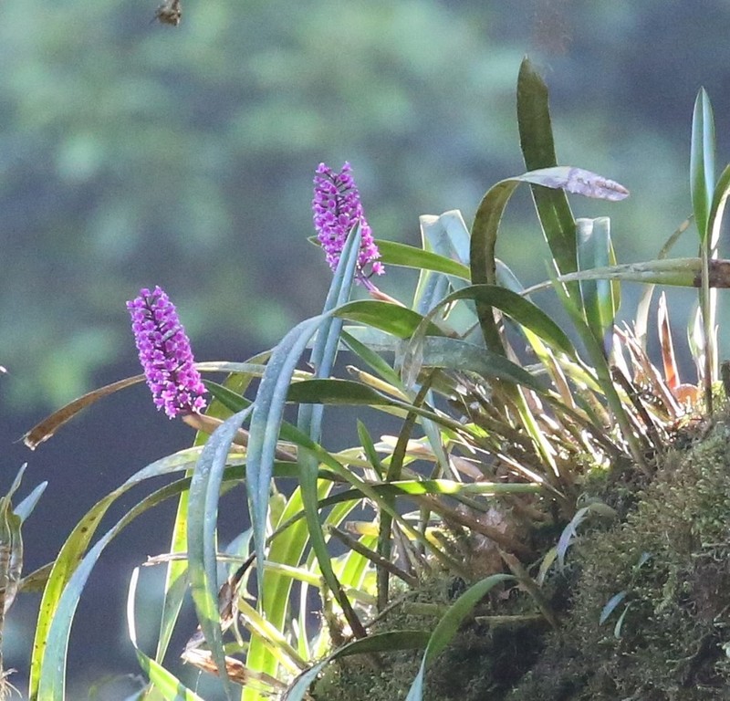 Arpophyllum laxiflorum photo 5