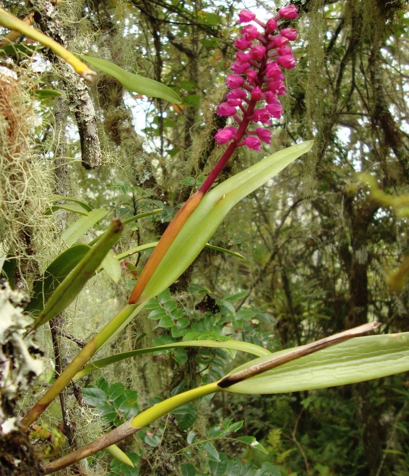 Arpophyllum laxiflorum photo 6