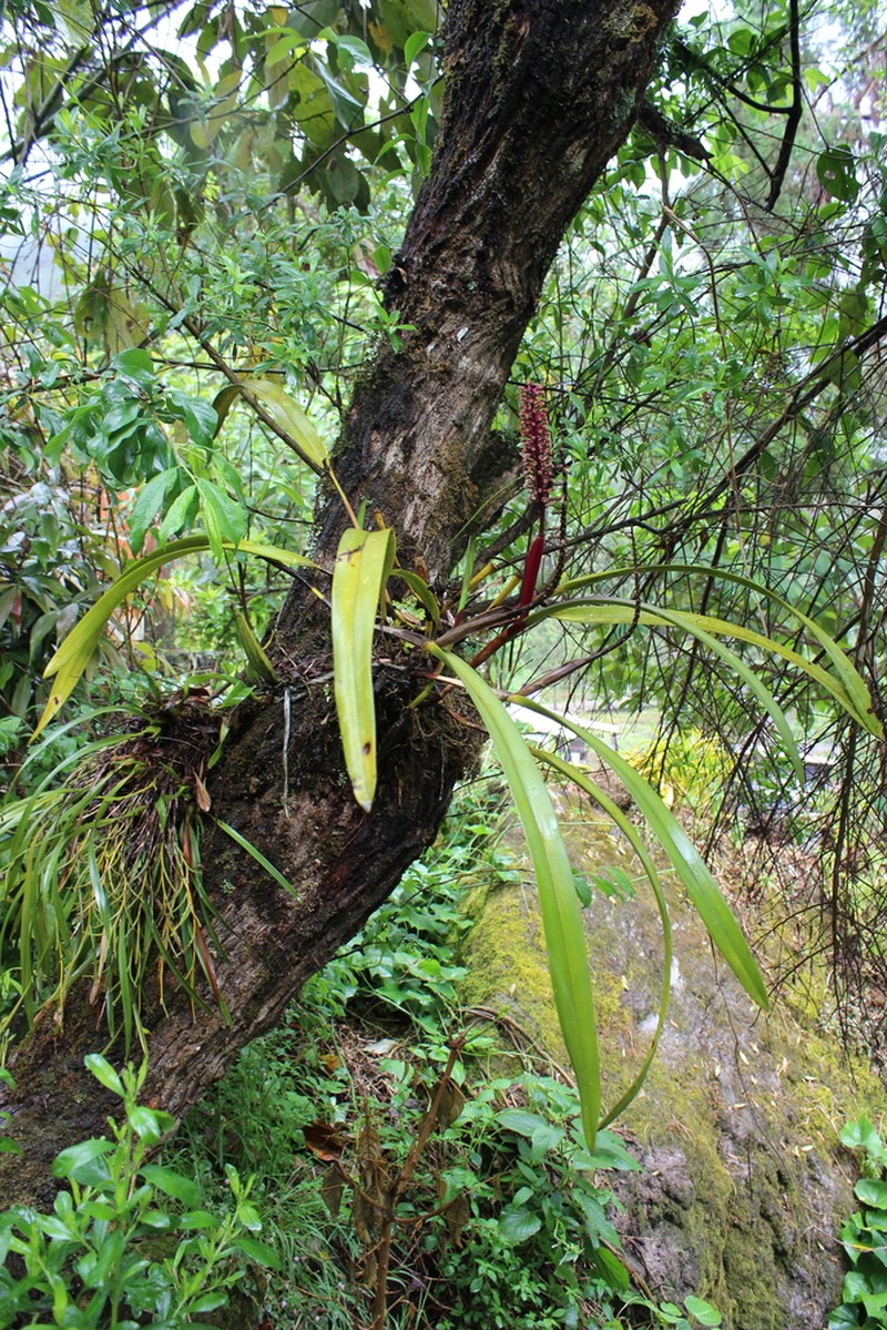 Arpophyllum laxiflorum photo 7