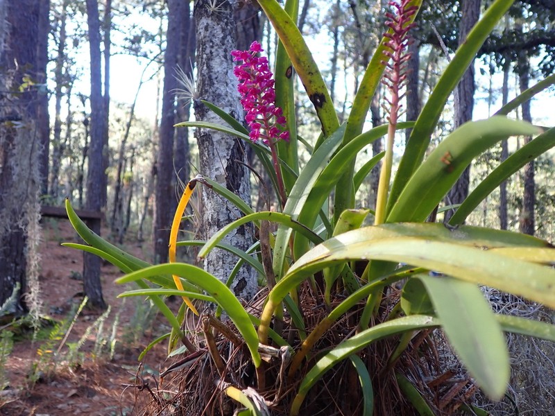 Arpophyllum laxiflorum photo 8