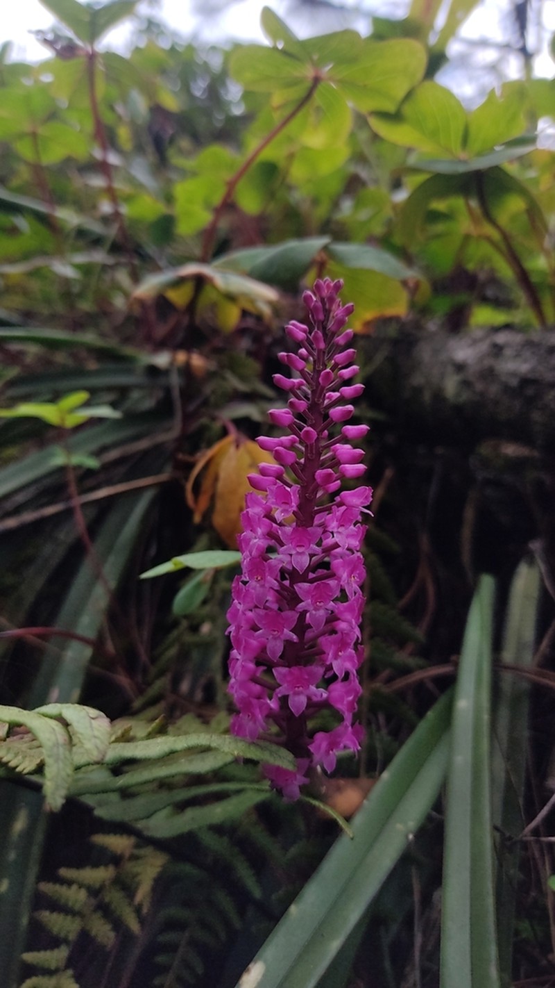 Arpophyllum spicatum photo 2
