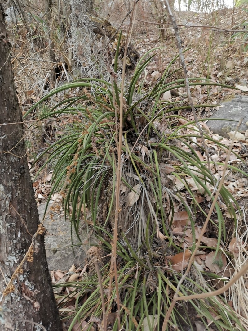 Arpophyllum spicatum photo 3