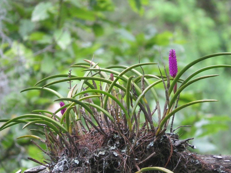 Arpophyllum spicatum photo 4