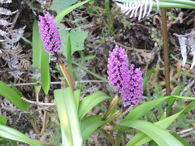 Arpophyllum spicatum photo 5
