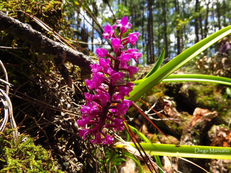 Arpophyllum spicatum photo 6