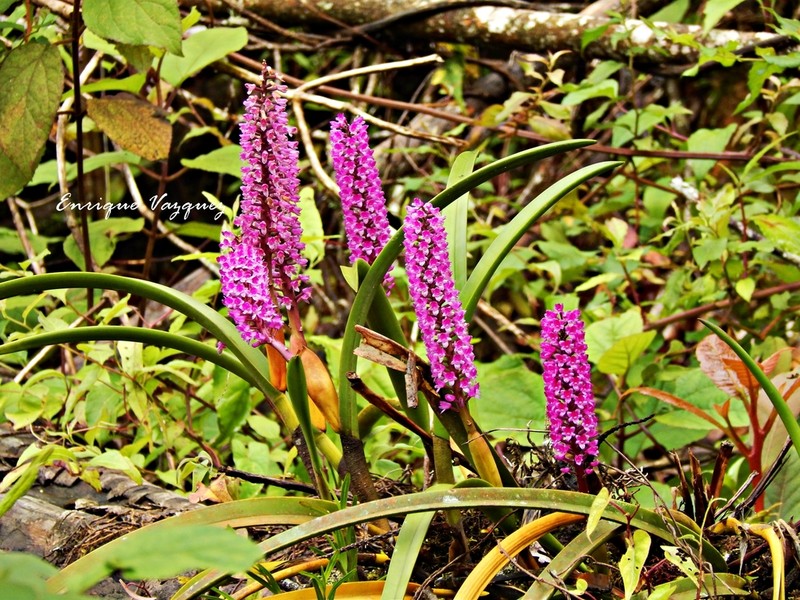 Arpophyllum spicatum photo 7