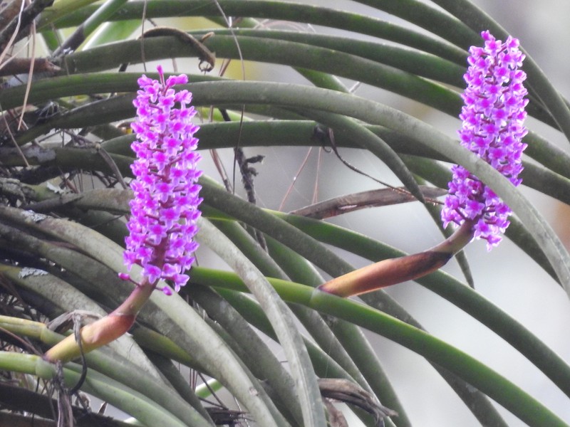 Arpophyllum spicatum photo 8