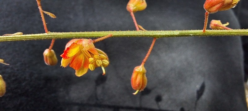 Arquita celendiniana