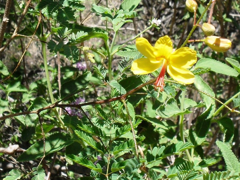 Arquita mimosifolia