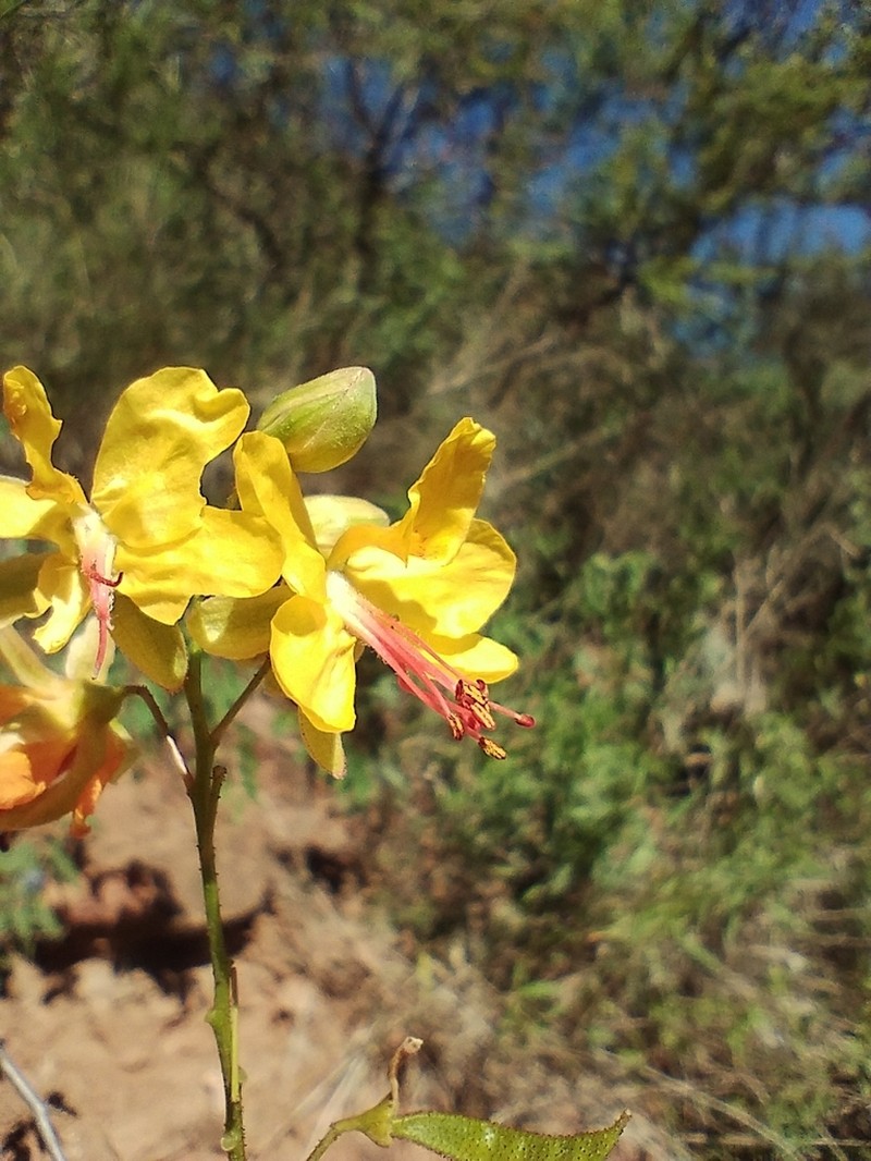 Arquita mimosifolia photo 2
