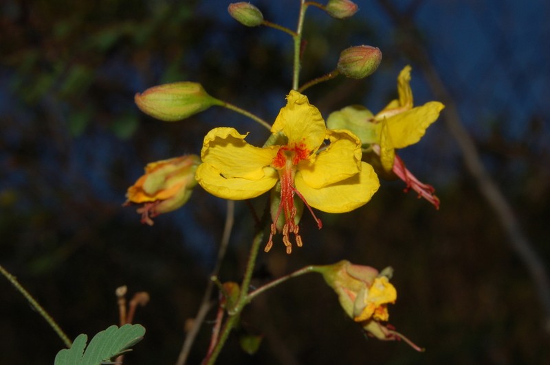 Arquita mimosifolia photo 3
