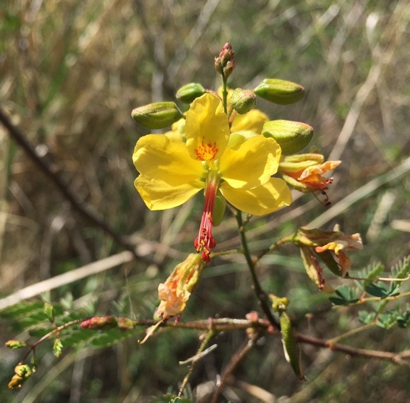 Arquita mimosifolia photo 4