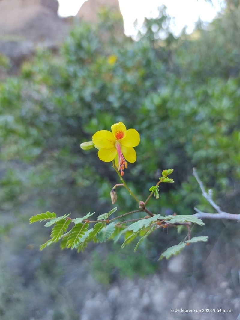 Arquita mimosifolia photo 5