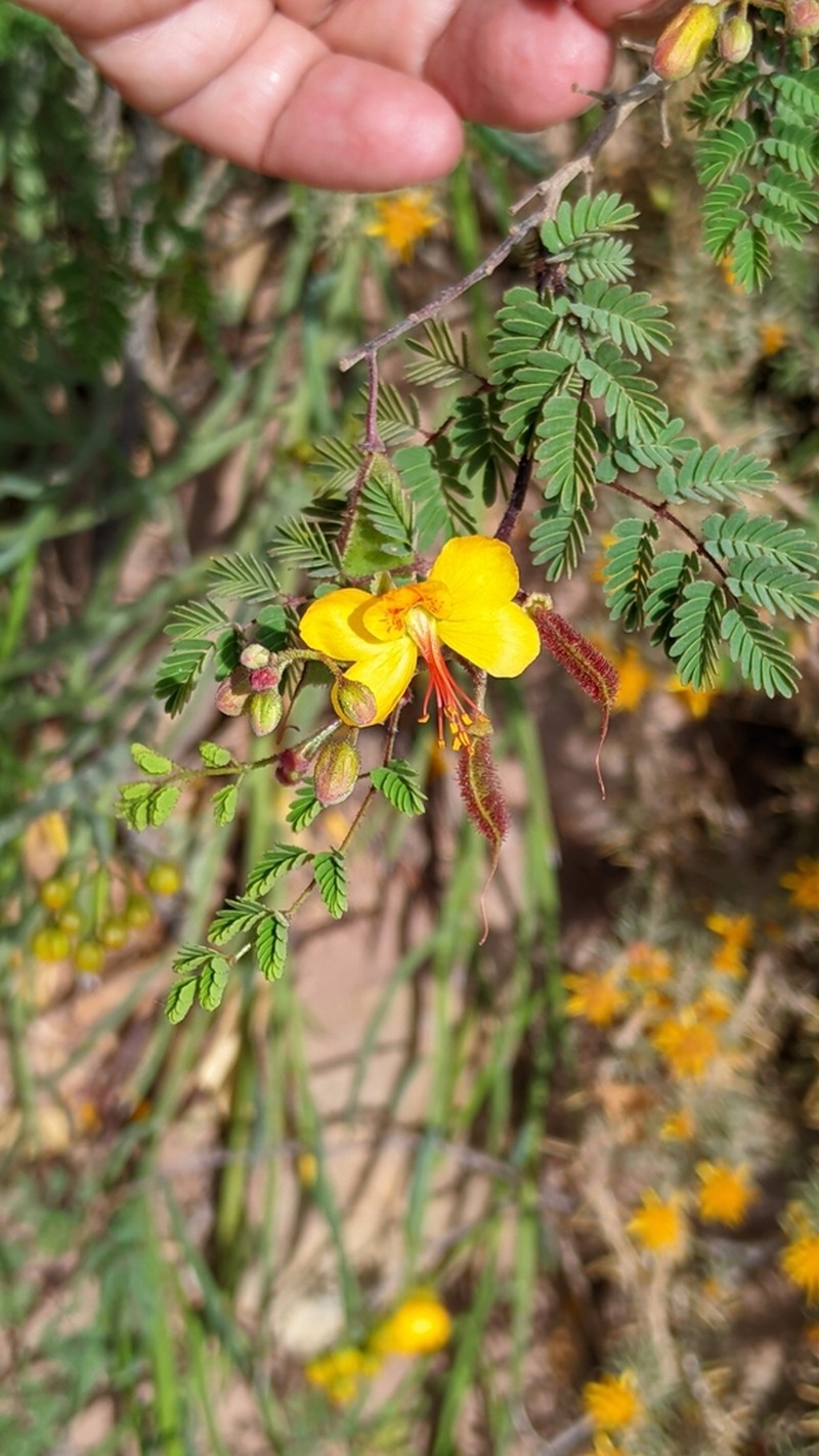 Arquita mimosifolia photo 6