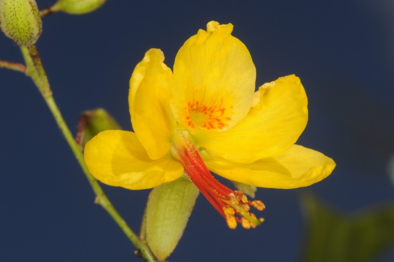 Arquita mimosifolia photo 8