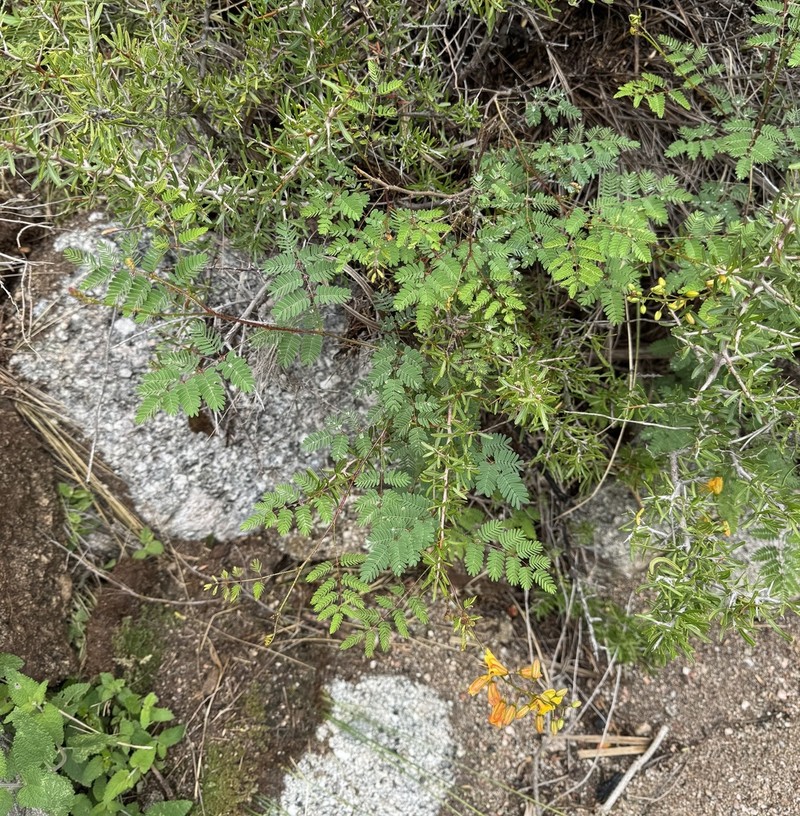 Arquita trichocarpa
