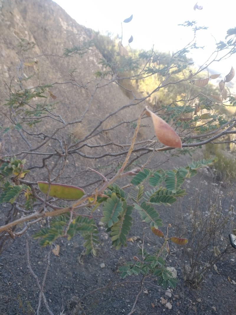 Arquita trichocarpa photo 2