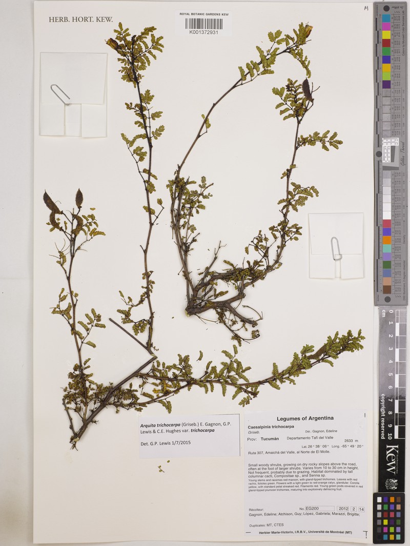 Arquita trichocarpa var. trichocarpa