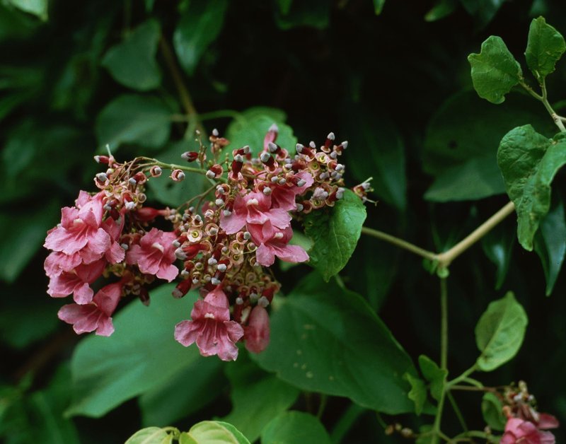 Arrabidaea patellifera