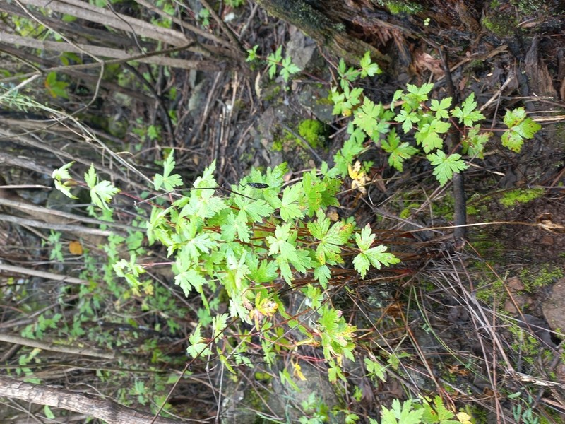 Arracacia aegopodioides