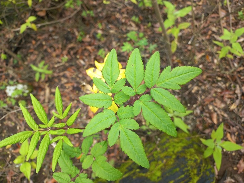 Arracacia aegopodioides photo 3