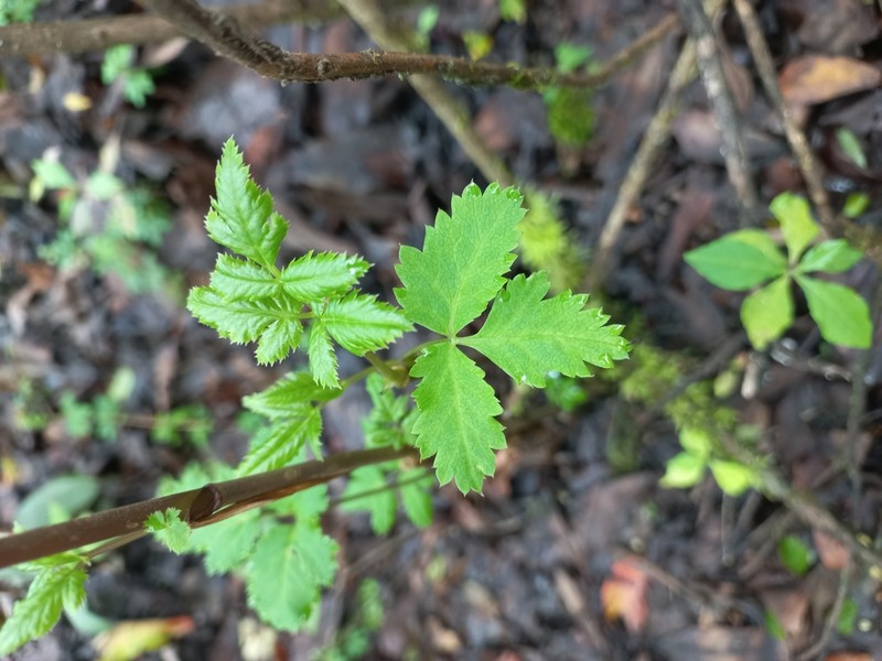 Arracacia aegopodioides photo 4