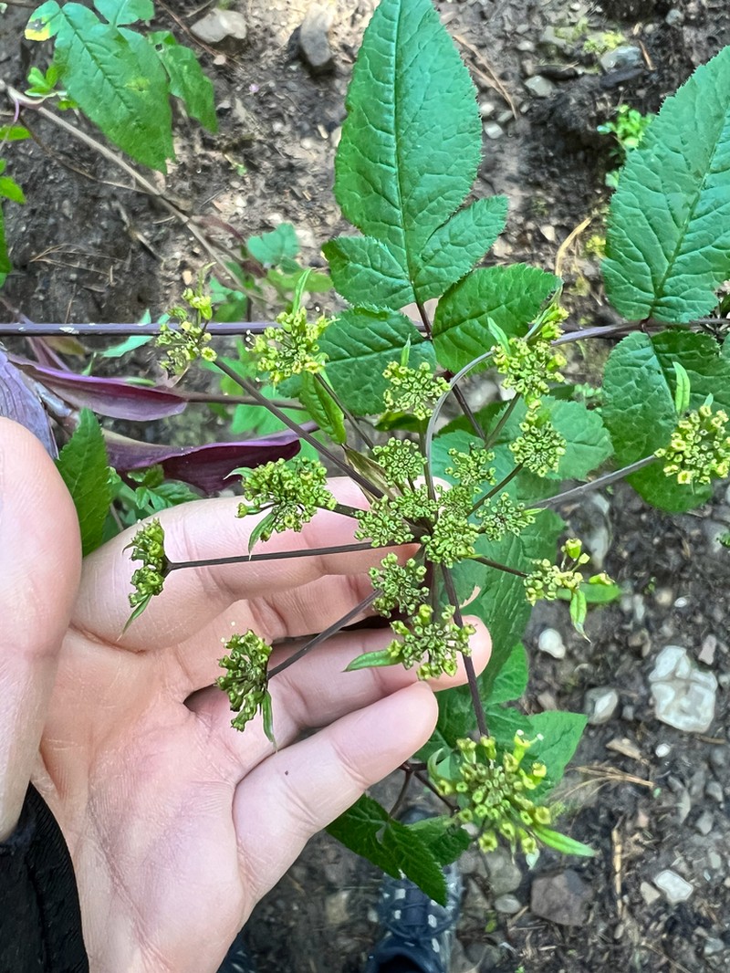Arracacia aegopodioides photo 5