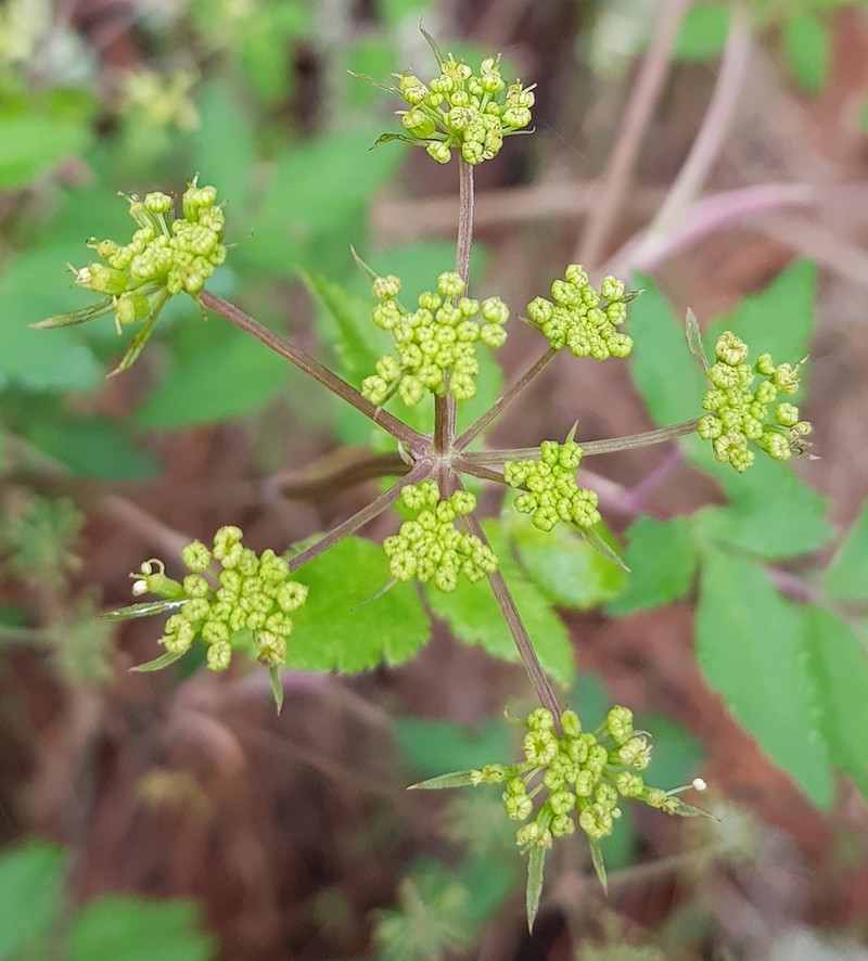 Arracacia aegopodioides photo 6
