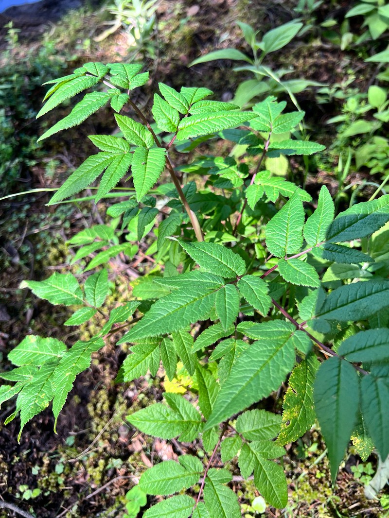 Arracacia aegopodioides photo 7