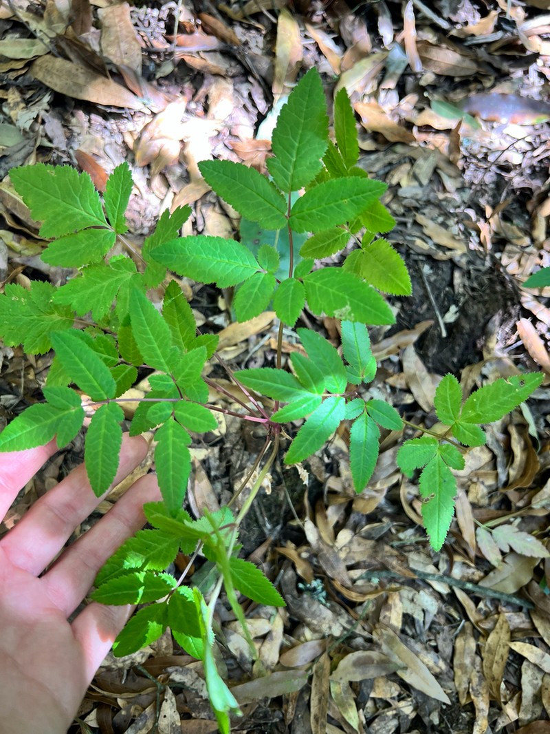 Arracacia aegopodioides photo 8