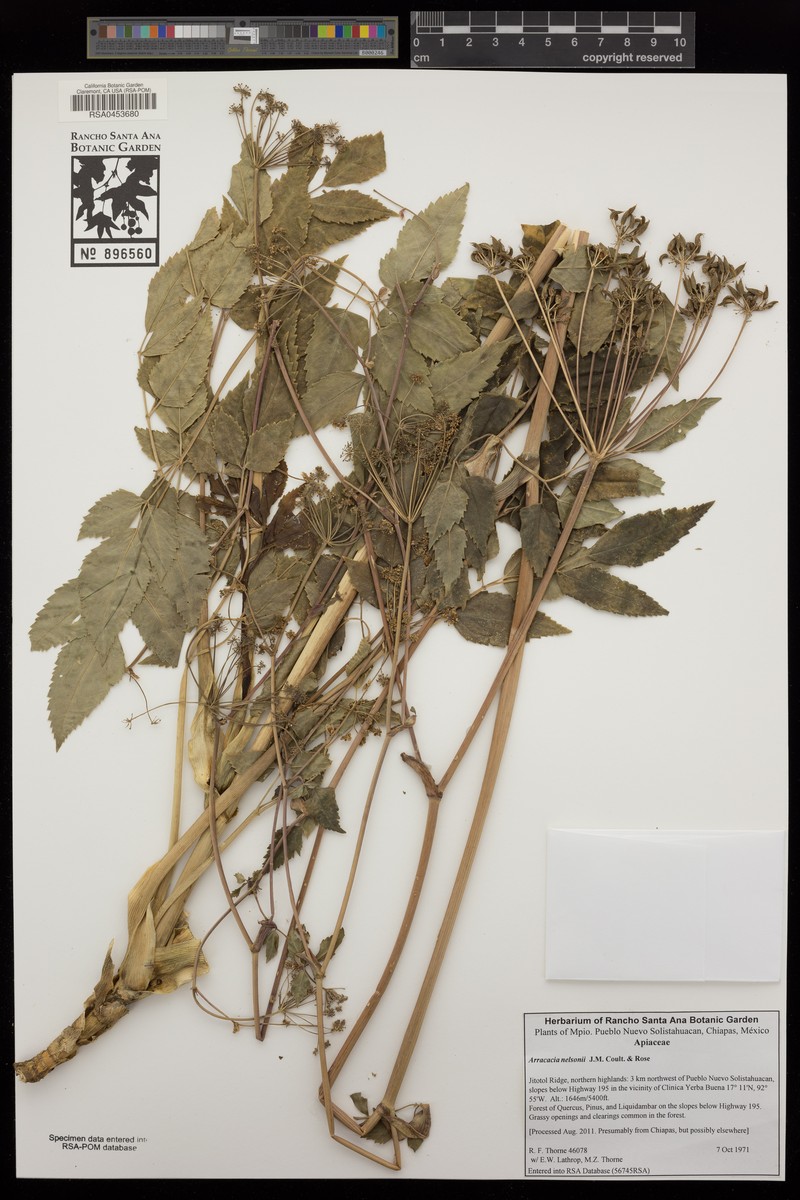 Arracacia annulata
