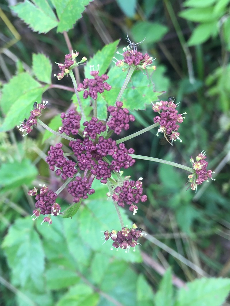 Arracacia annulata photo 2